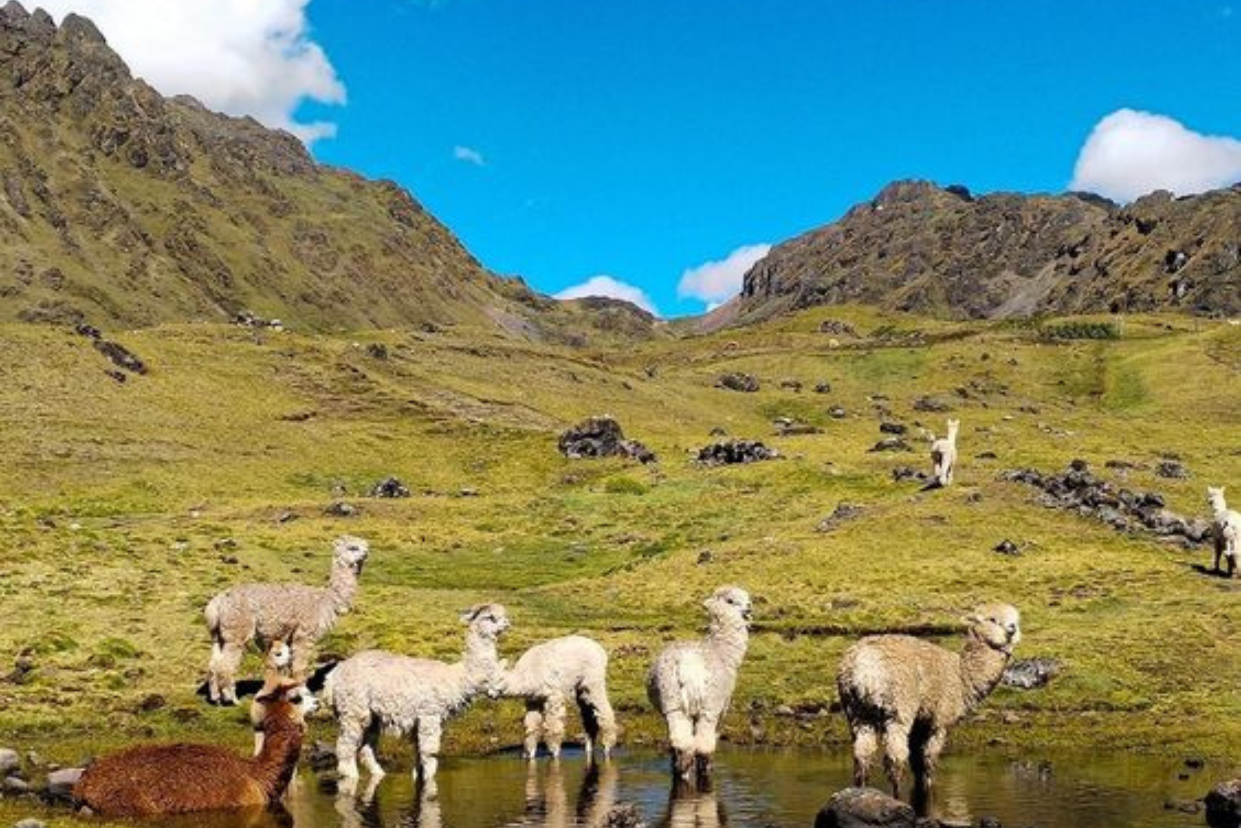 lares trek to machu picchu